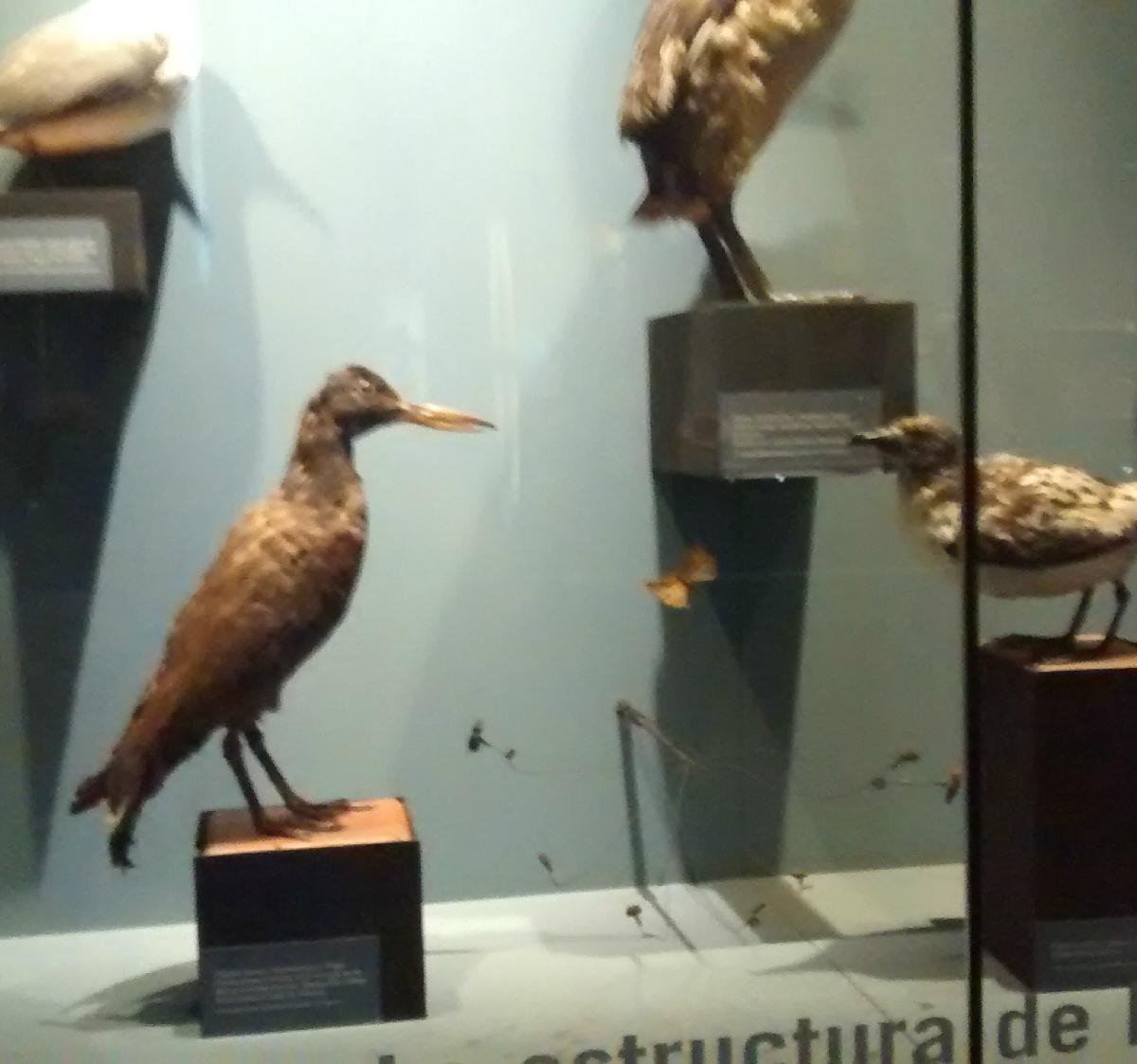 Museo de Historia Natural de Concepcion Aktuelle 2021 Lohnt es sich