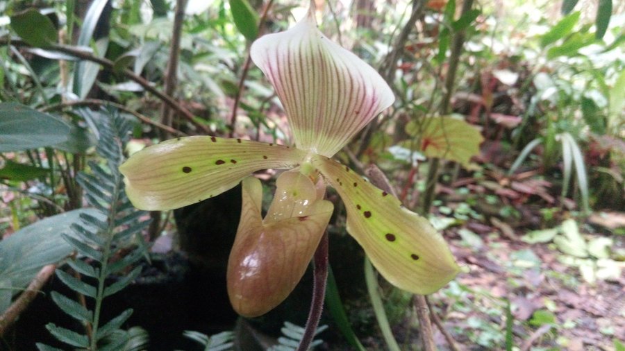 Orchid