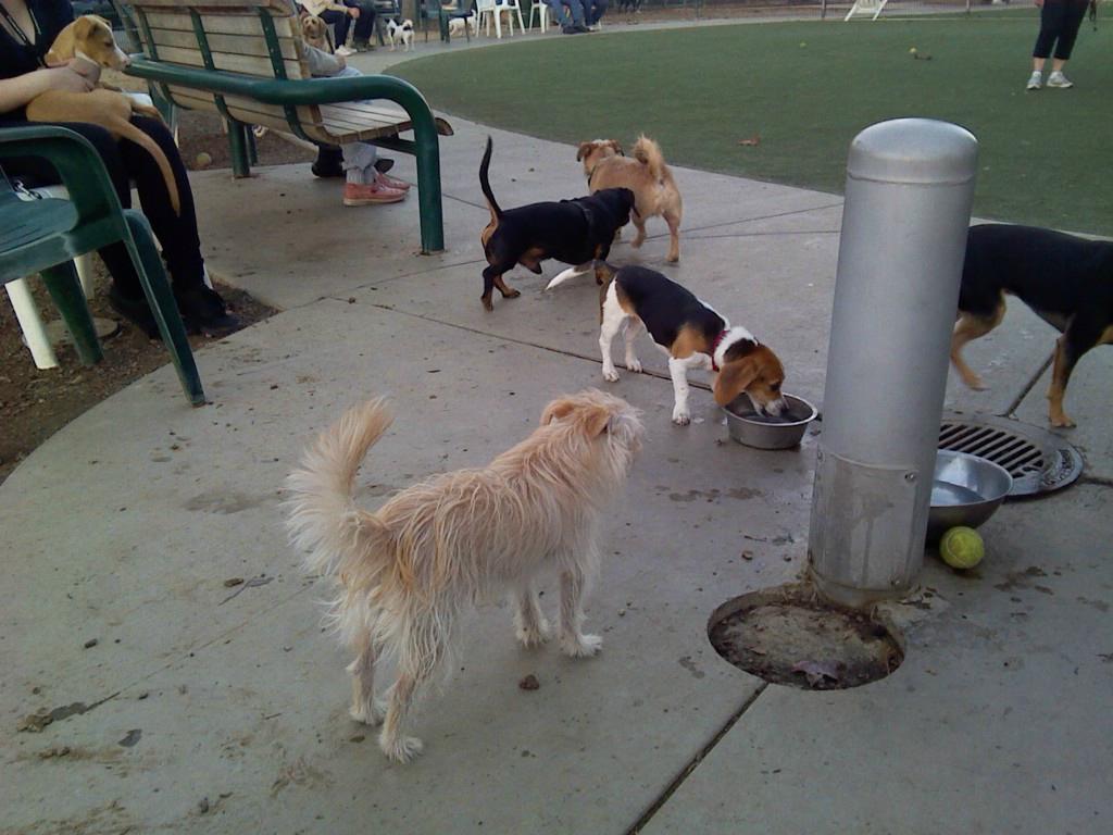 Butcher 2025 dog park