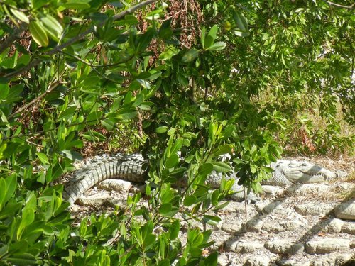 Everglades National Park Agog84 review images