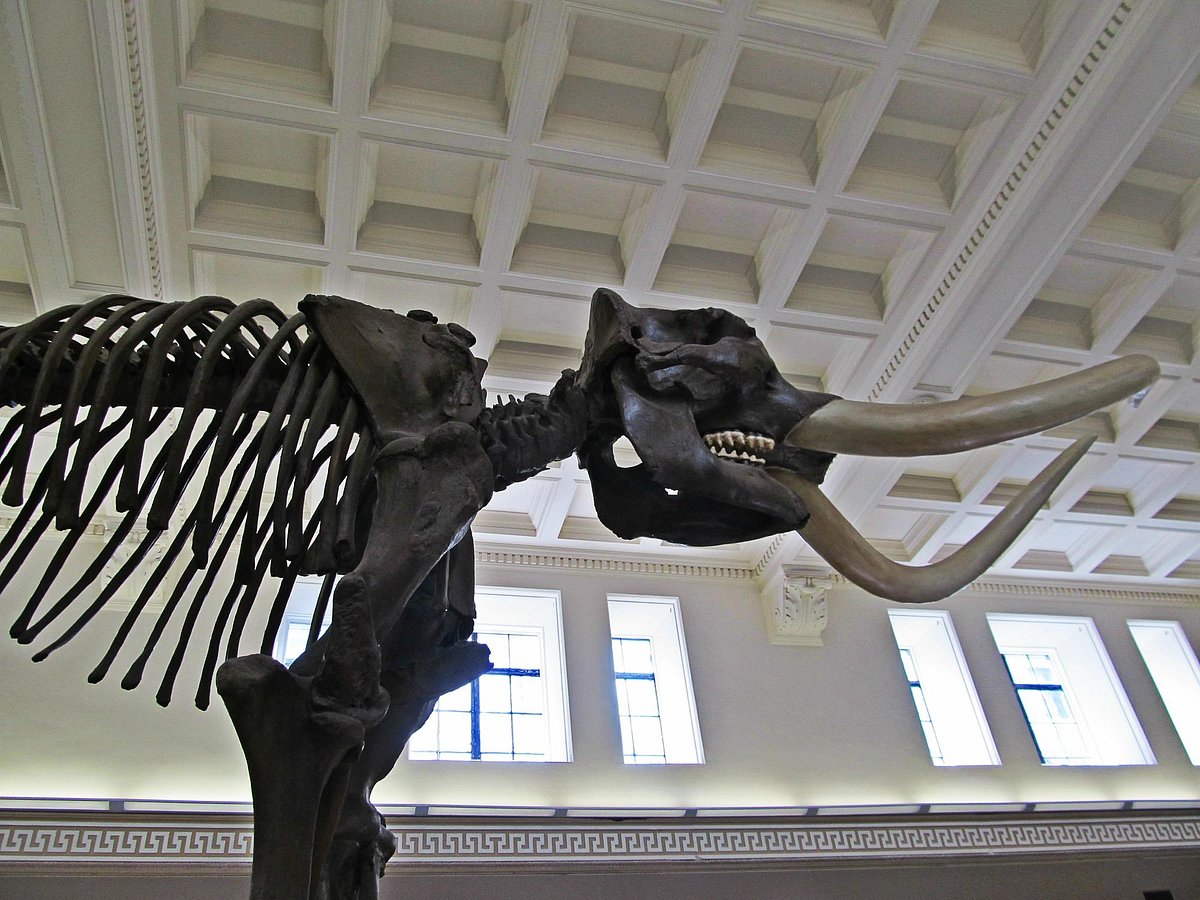 Buffalo Museum Of Science Activities