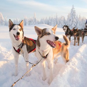 Dogs