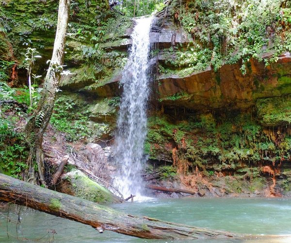 Lambir Hills National Park - O que saber antes de ir (ATUALIZADO 2023)