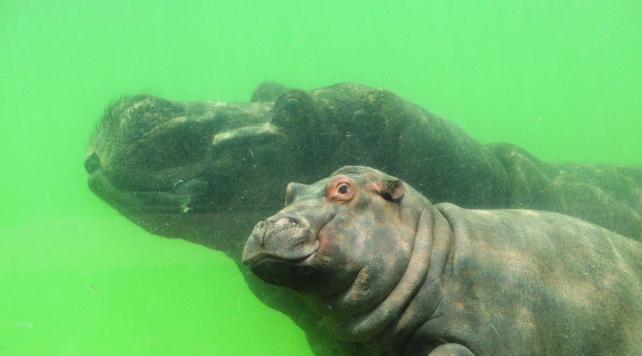 Hippo