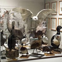 Birds collection
