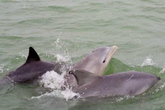 South Padre Island Dolphin Research Sea Life Nature Center All