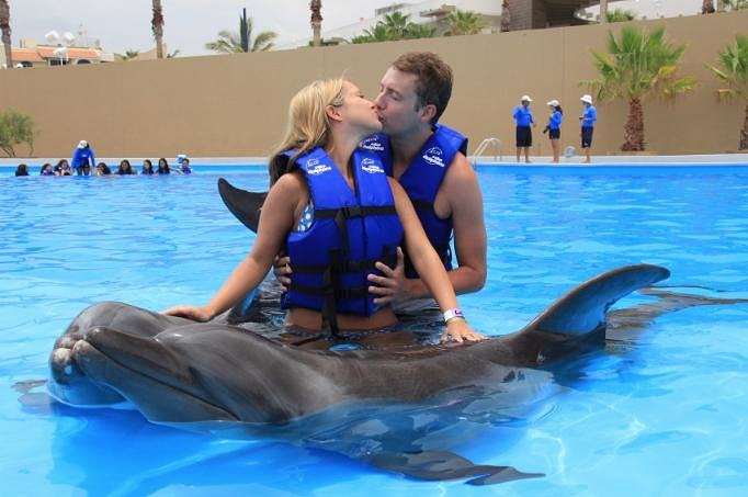 Dolphin Experiences in Los Cabos » Wild Canyon