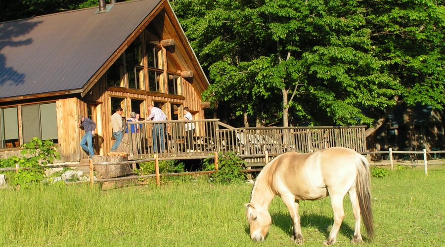 Fjord horse in pasture in front of cookhouse
