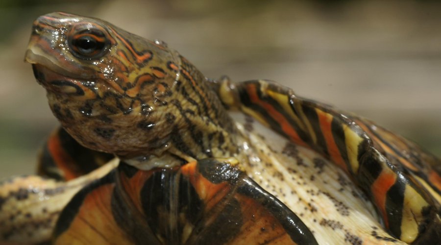 Las tortugas mas bellas las puedes venir a conocer al Refugio Herpetologico