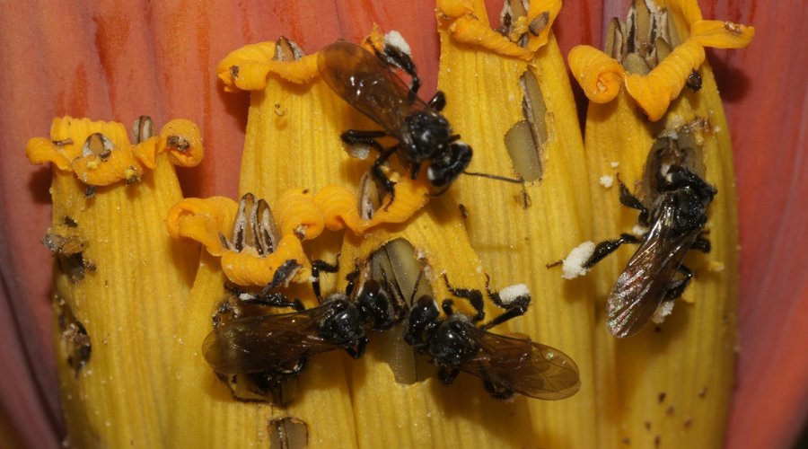 Los polinizadores de las plantas de Banano