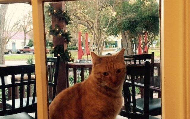 Our resident watch kitty Chezit