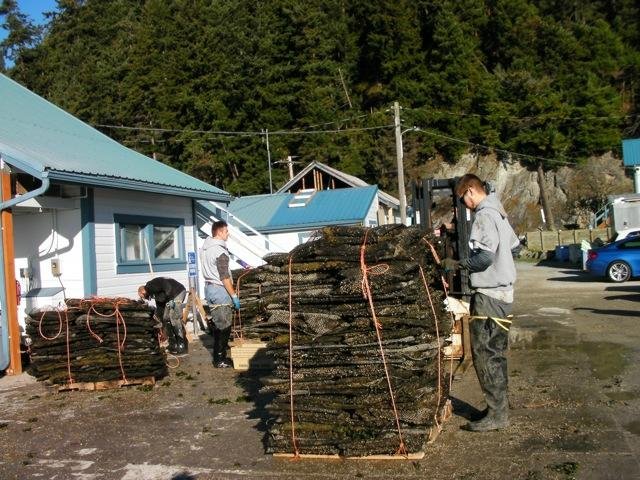 Taylors Shellfish Farm image