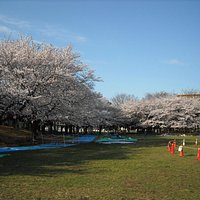 桜の咲くころの蕨市民公園
