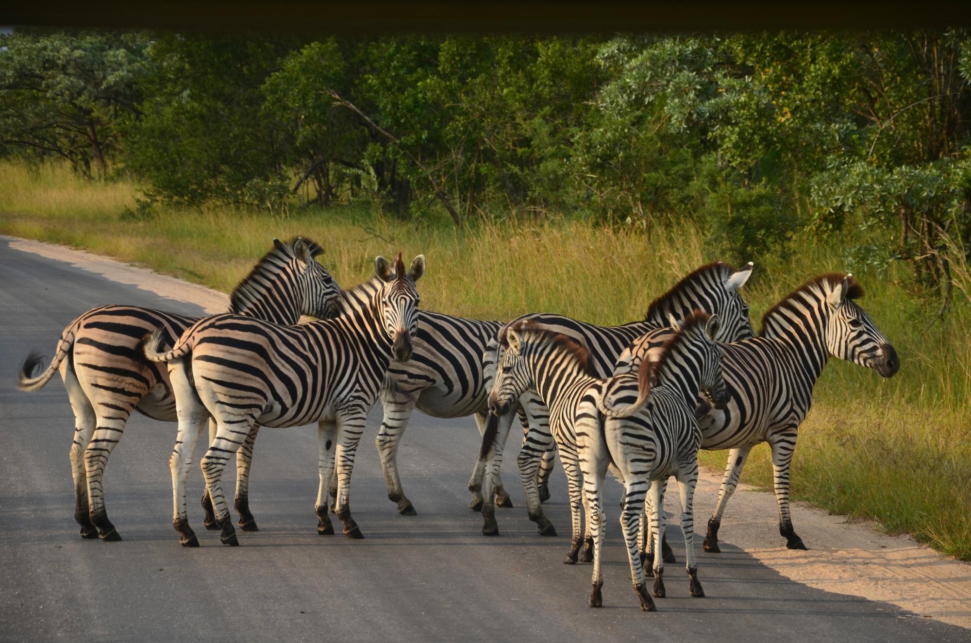 An Update On Sensible Programs For Kruger National Park Safaris