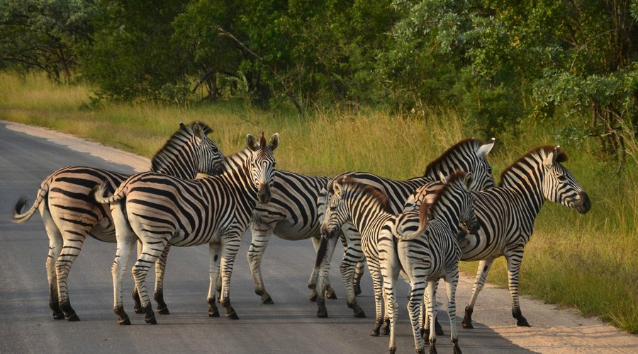 Kruger National Park (Mbombela, Afrika Selatan) - Review - Tripadvisor