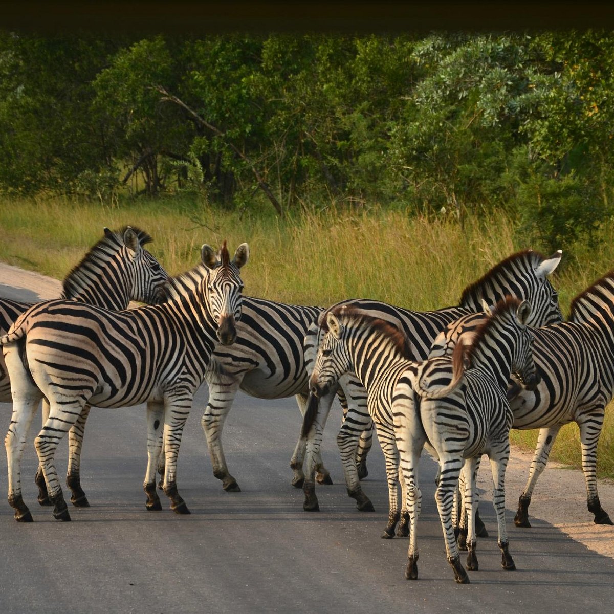 SANParks - Kruger National Park