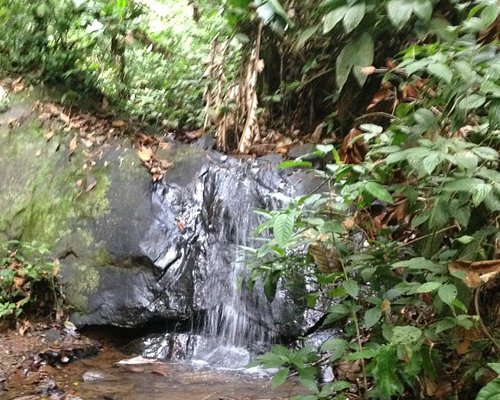 Guyane : Les plus beaux sentiers de randonnée dans la forêt ienne