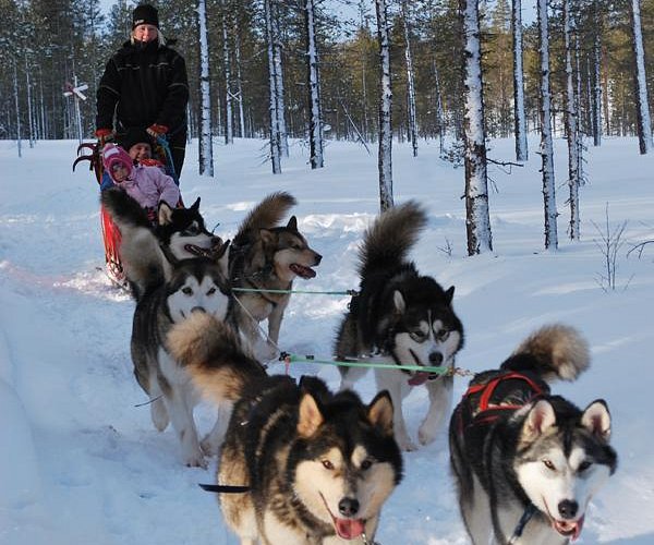 Salen Hund & Aktivitet - Day Tours (Alvdalen) - All Need to Know BEFORE You Go
