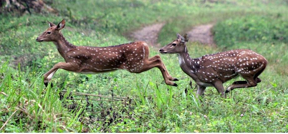 Bhadra Wildlife Sanctuary (Chikmagalur) - All You Need to Know BEFORE You Go