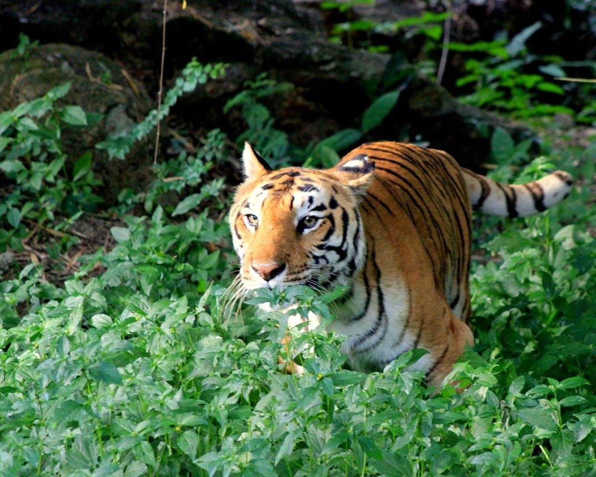 BANNERGHATTA NATIONAL PARK (Bengaluru) All You Need to Know