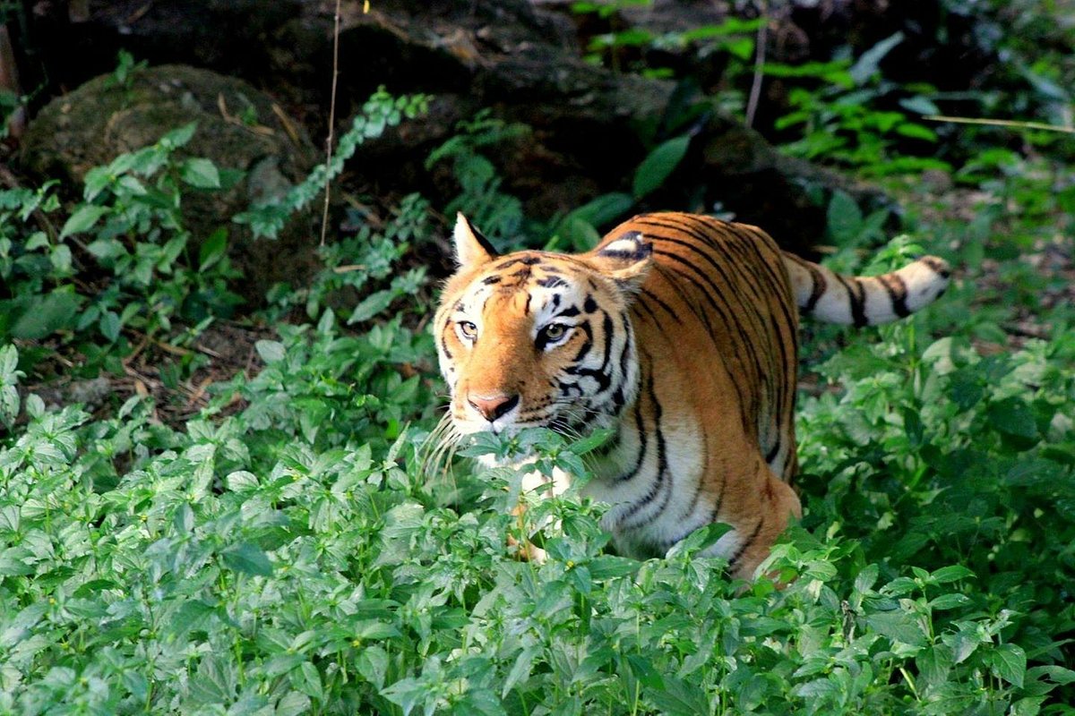 Bannerghatta National Park (Bengaluru) - All You Need to Know BEFORE You Go