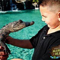 Alligator Alley