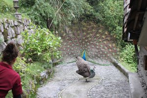 Viajero