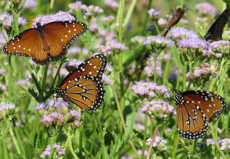 Butterflies Around The Fountain: Rio 2