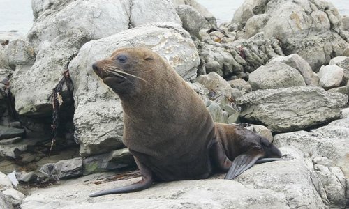 Seal on the rocks at the Peninsula Seal Colony