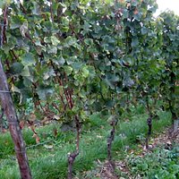 Vineyards