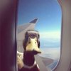 PingBeavTraveler