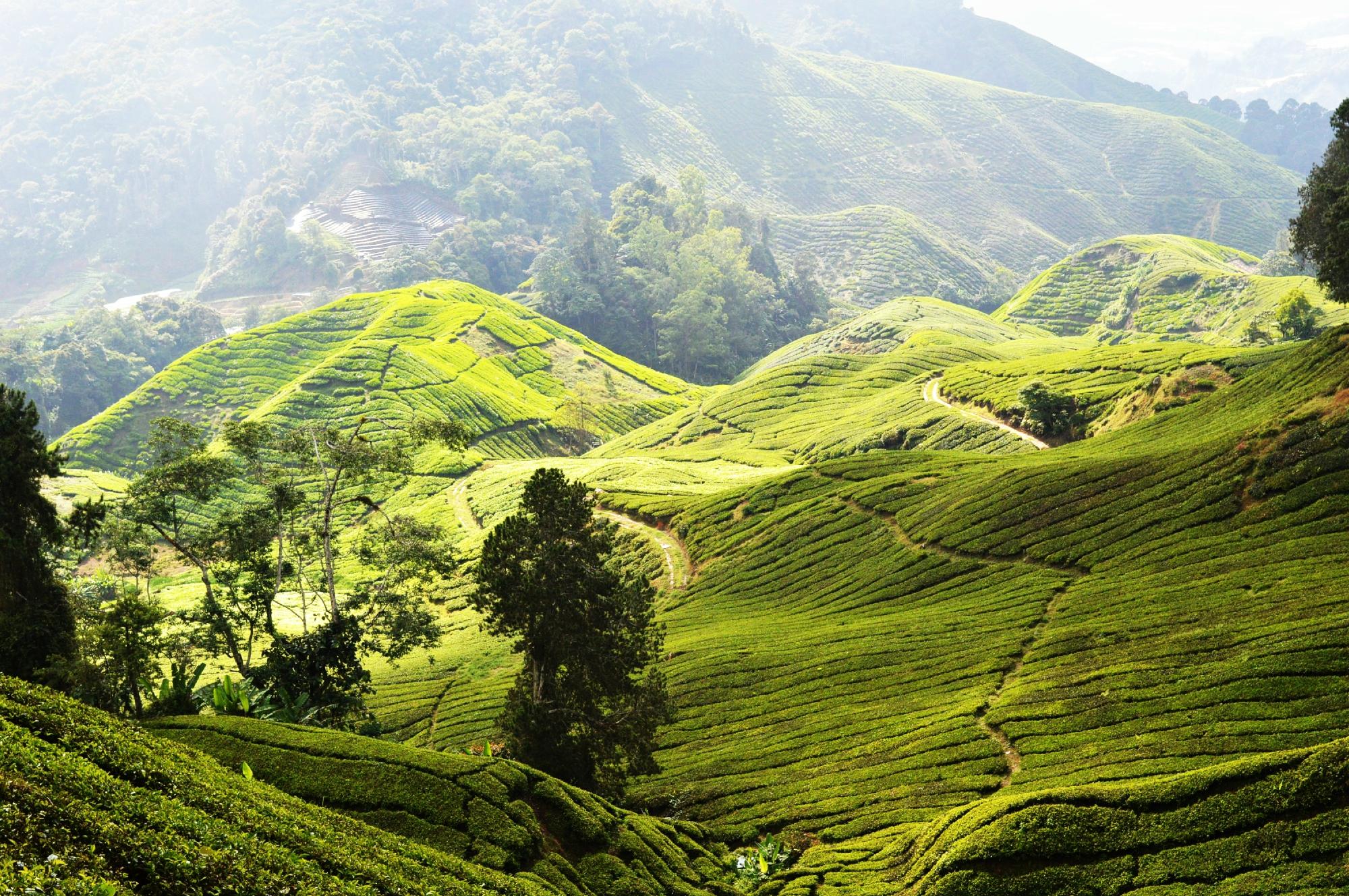 Hotels In Cameron Highlands 2024 From S 17   Cameron Highlands Trail 