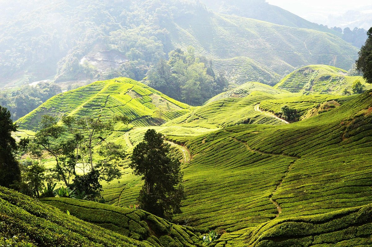 THE 10 BEST Hotels in Cameron Highlands, Malaysia 2024 (from $11 ...