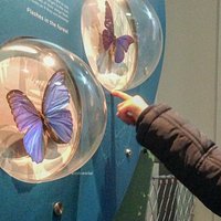 Les papillons à la Galerie des Enfants