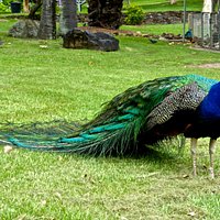 Peacock