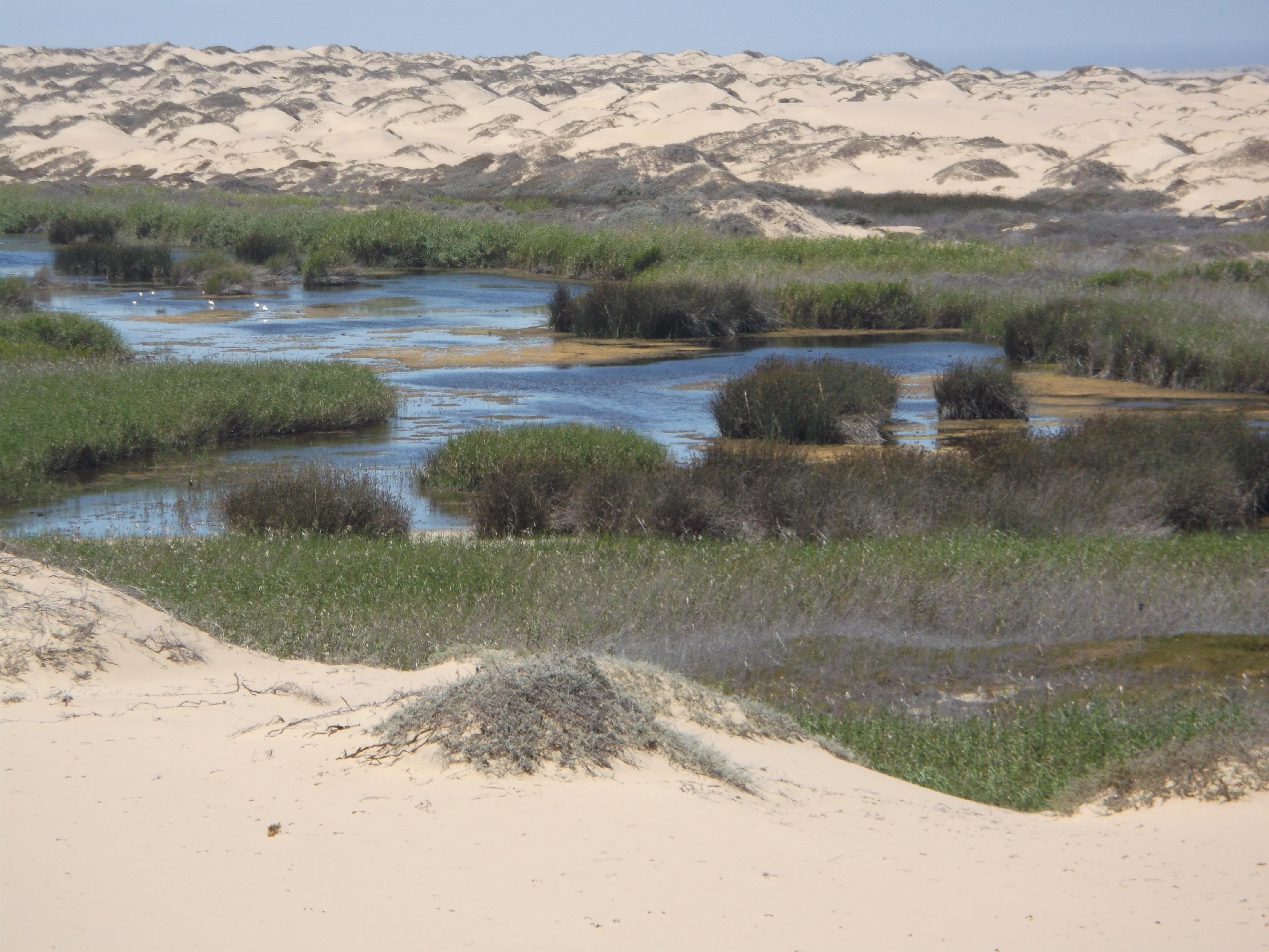 Wilderness Hoanib Skeleton Coast Camp Pool Pictures & Reviews - Tripadvisor