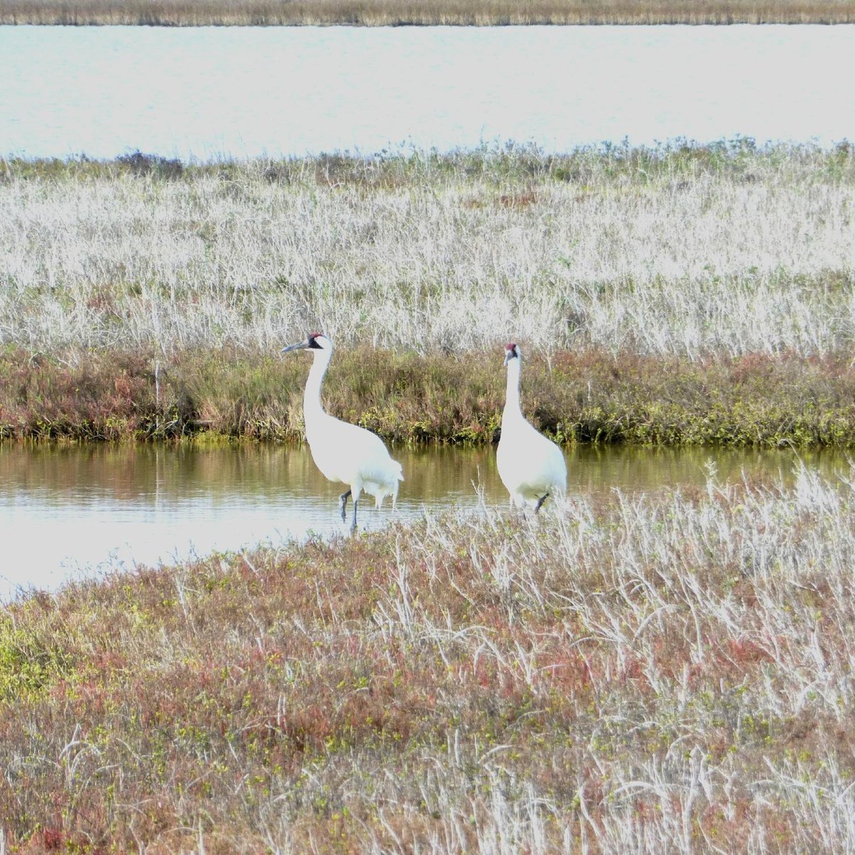 Whooping Crane Boat Tours - Wharf Cat - All You Need to Know BEFORE You ...