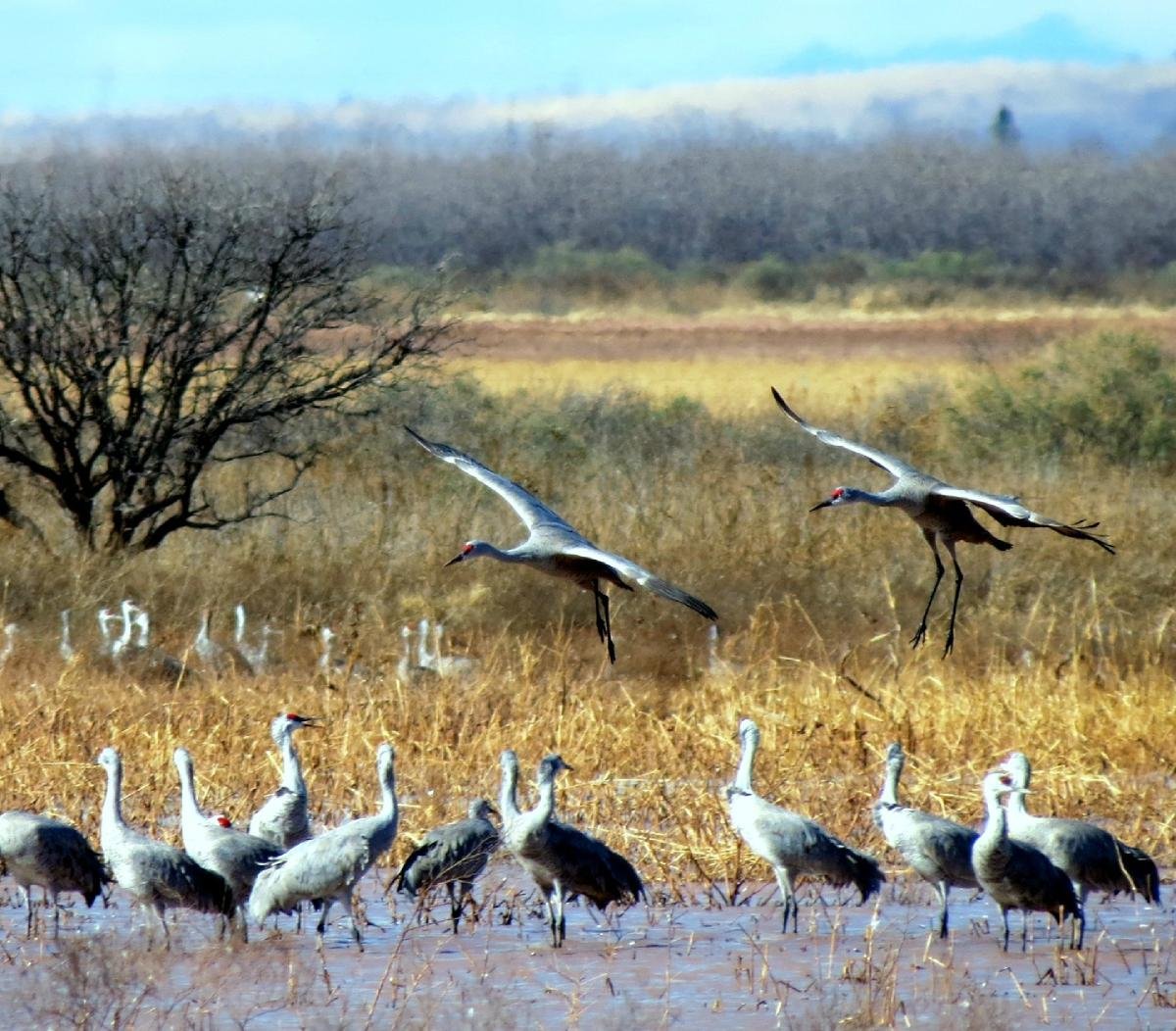 WHITEWATER DRAW WILDLIFE AREA (McNeal) Ce qu'il faut savoir