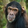Chimpanzee Trus... N