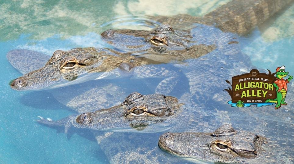 Alligator Alley (Orlando) - All You Need to Know BEFORE You Go