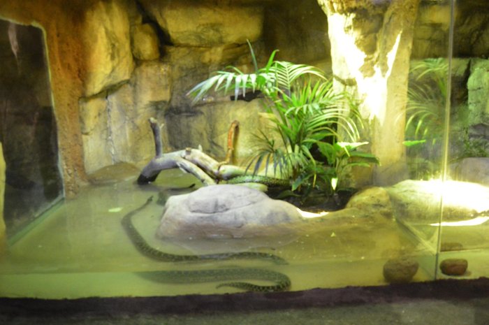 Imagen 3 de Zoo Cocodrilo Park