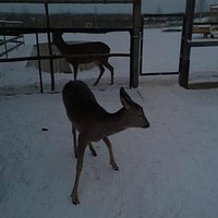 на воле