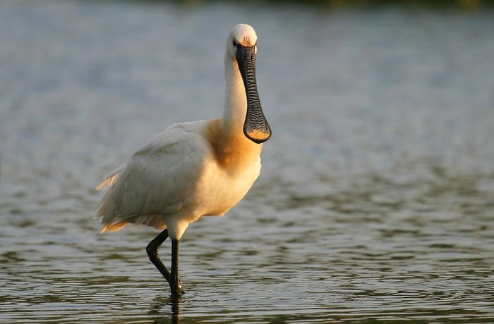 Imagen 5 de Urdaibai Bird Center