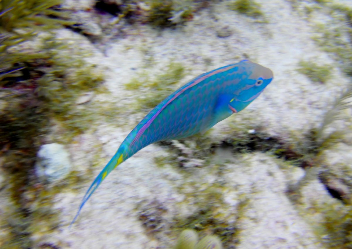 Key Largo Dive Center - All You Need to Know BEFORE You Go