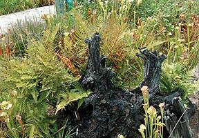 Carnivourous Plant Gardens