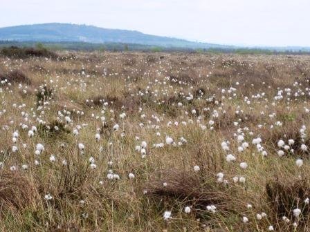 Lodge Bog Nature Reserve