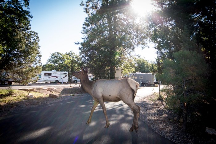 TRAILER VILLAGE RV PARK - Updated 2023 Prices & Campground Reviews (Grand  Canyon National Park, AZ)