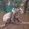 Aussie Bronza
