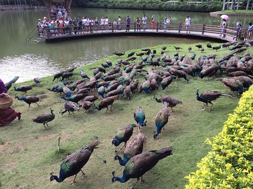 peacocks