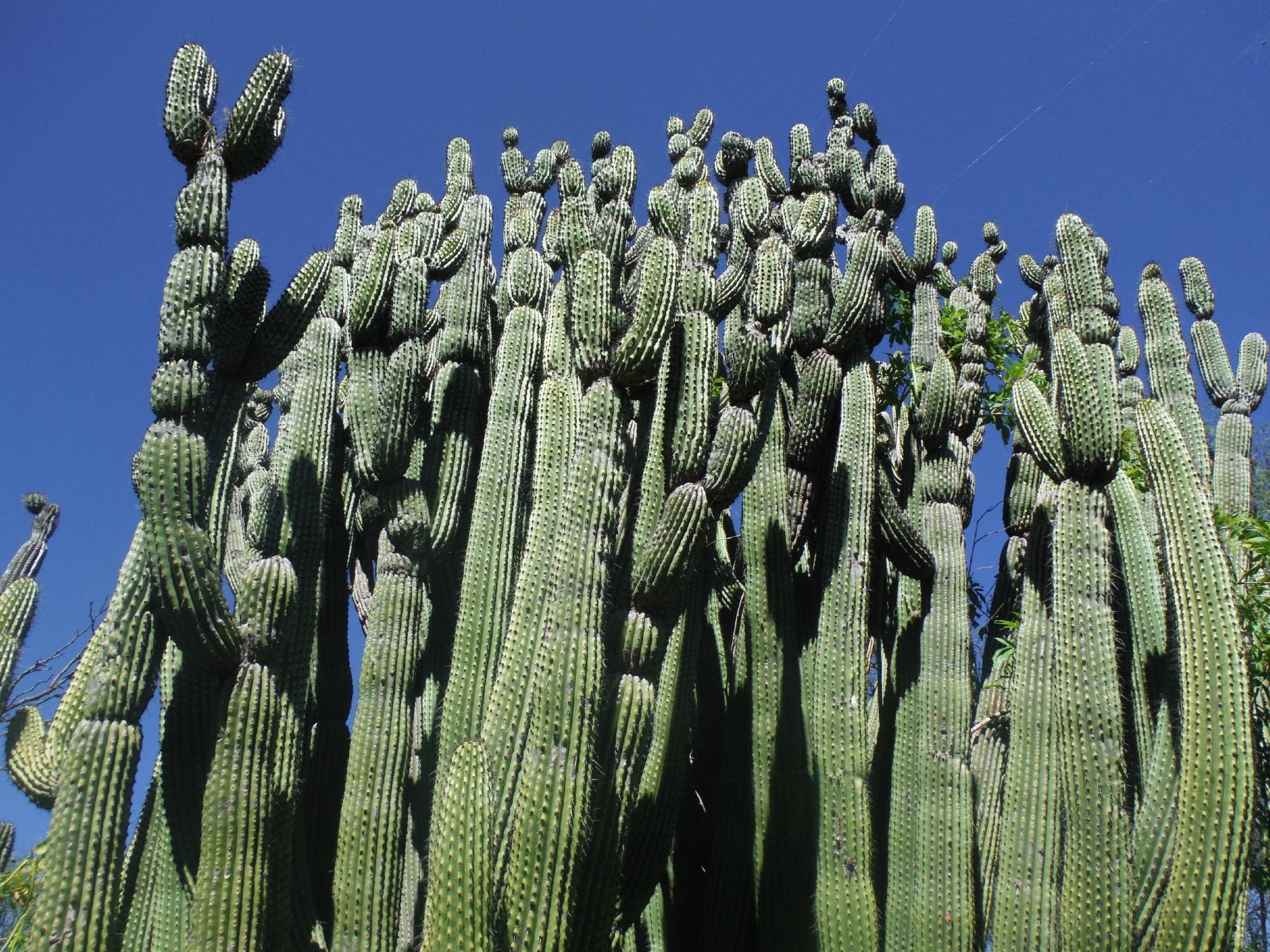 Cactus Sanctuary All You Need to Know BEFORE You Go 2024